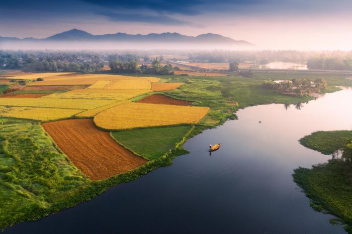 Chở gạo về nhà. 