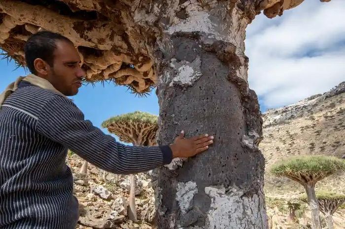  Vốn dĩ, khí hậu sa mạc nhiệt đới tại Socotra vẫn luôn khắc nghiệt. Tuy nhiên, trong những thập kỷ gần đây, lượng mưa ngày càng giảm khiến các cây non phải vật lộn để sống. Ngoài ra, những hiện tượng thời tiết cực đoan cũng khiến số lượng cây ít dần. Năm 2015, hai cơn lốc xoáy đã thổi bay 30% cây huyết rồng ở Socotra. 