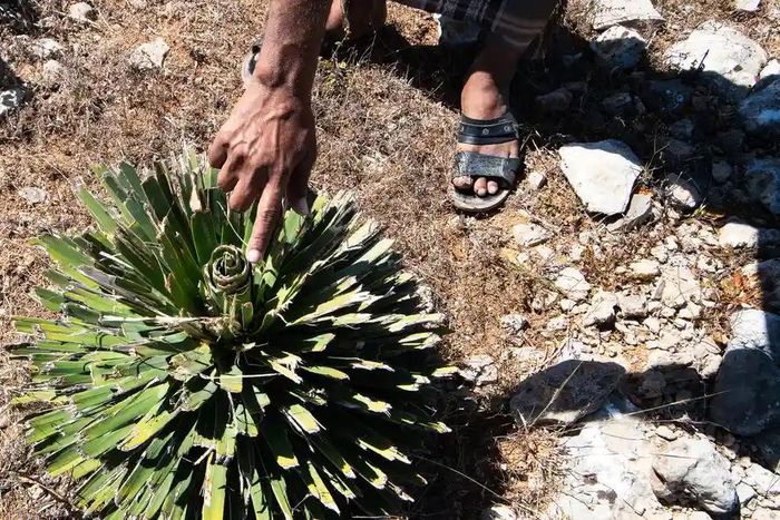  Trong ảnh, một cây non bị dê phá hoại. 