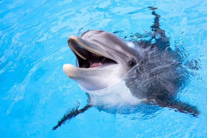 Cá heo thể hiện một chỉ số chính của trí thông minh thông qua sự sáng tạo. Một con cá heo ở Australia đã sử dụng một miếng bọt biển như dụng cụ bảo vệ miệng khi săn mồi dưới biển.Cá heo dùng những kỹ năng tự học được trong quá trình tiến hóa để đi săn hiệu quả hơn và truyền dạy điều đó lại cho con cái. Ngoài ra,các nhà khoa học còn phát hiện cá heo cũng có nhận thức gần như con người, chúng có khả năng nhận biết ngôn ngữ và biết cảm thông.