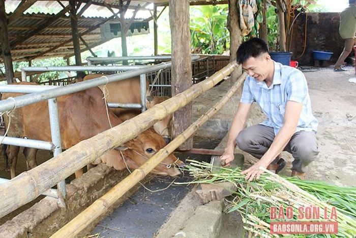 Nông dân Quỳnh Nhai trồng cỏ đảm bảo thức ăn cho vật nuôi.
