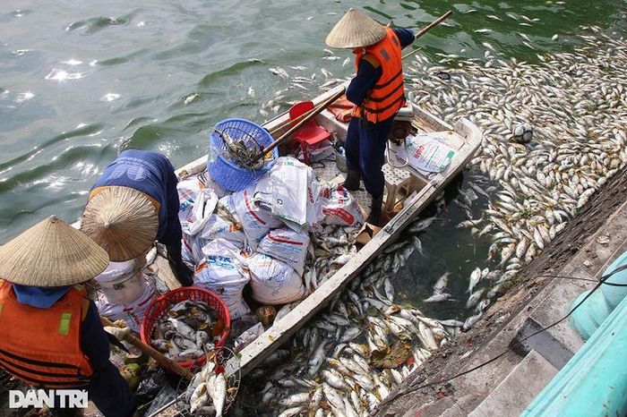  Cá chết nhiều lẫn cùng các loại rác thải nhựa bị người dân vứt xuống hồ Tây. 