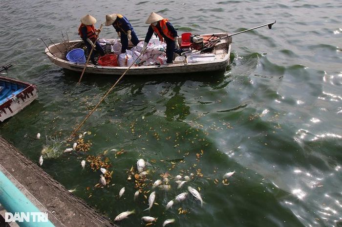  Người dân sống quanh hồ Tây cho biết, cá chết đã từ nhiều ngày nay nhưng trong buổi sáng 16/11 hiện tượng cá chết nhiều hơn hẳn các ngày khác. 