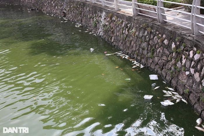  Đoạn phố Nhật Chiêu và Quảng An là những khu vực có xác cá chết dạt vào nhiều nhất. 