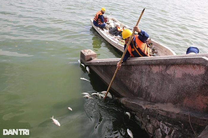  Các nhân viên môi trường hàng ngày đều phải đi thu gom xác cá vào buổi sáng để tránh gây ô nhiễm môi trường. 