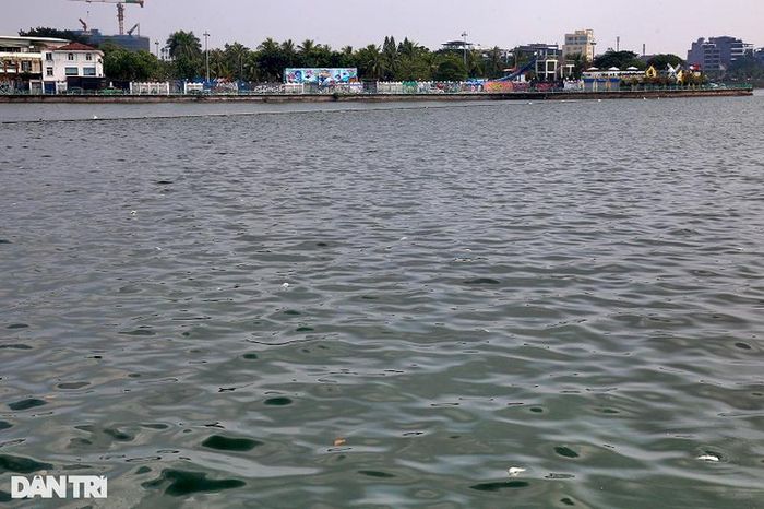  Cá nổi lềnh bềnh ở khu vực gần Công viên nước hồ Tây. 