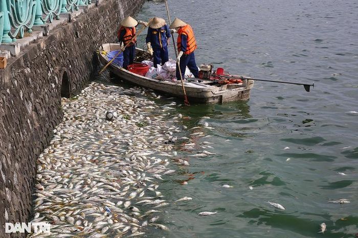  Lúc 9h30, ba công nhân môi trường trên một chiếc thuyền đã rất vất vả để vớt thật nhanh xác cá chết, giảm thiểu ô nhiễm nước hồ. 