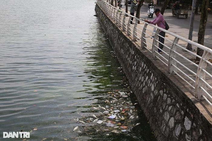  Một đám xác cá chết ở khu vực phố Nhật Chiêu. 