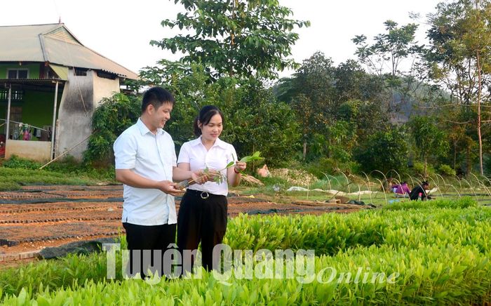 Mô hình ươm cây giống của đảng viên Lang Đình Hưng, chi bộ thôn Chắng Thượng mỗi năm cho thu nhập trên 200 triệu đồng.