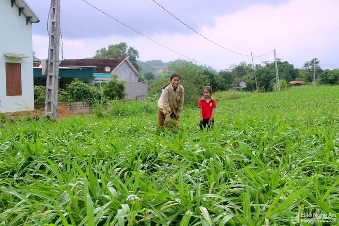 Xã Quỳnh Thắng có trên 400 ha cây hương bài, nhiều nhất tỉnh. Ảnh: Quang An