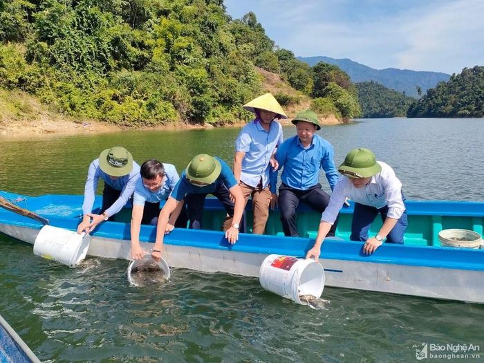 Cơ quan chuyên môn thả giống cá thát lát nuôi trên lòng hồ Thủy điện Hủa Na. Ảnh: Quang An