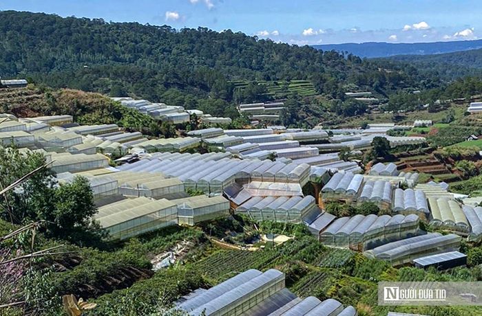 Là một thành phố được mệnh danh là thành phố ngàn hoa, nhưng mật độ nhà kính được phát triển một cách chóng mặt, nhà kính được người dân dựng lên ngay trong khu vực nội thành Tp.Đà Lạt.Những nơi có mật độ nhà kính cao nhất là phường 12 với tỷ lệ diện tích nhà kính/diện tích canh tác chiếm 83,7%. Ở các phường 5,7 và 8 chiếm trên 60%.