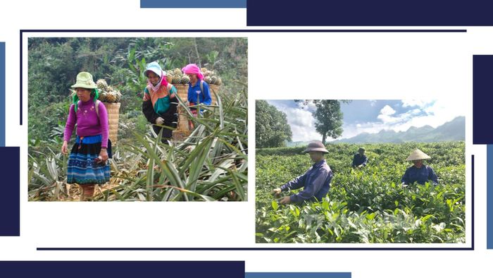 Nhiều người dân quanh năm gắn bó với các loại cây trồng.
