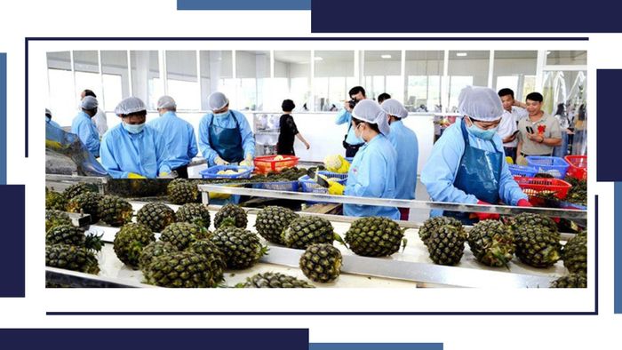Nhà máy Chế biến rau, quả xuất khẩu Mường Khương ký hợp đồng dài hạn với 17 lao động ở xã Lùng Vai và hơn 200 lao động thời vụ.