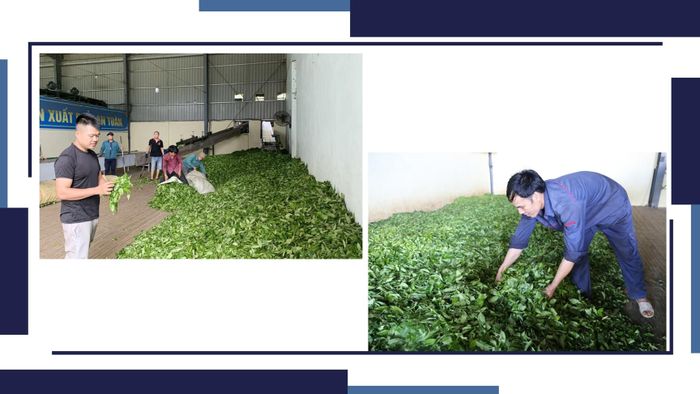 Anh Sơn vừa bán chè cho hợp tác xã, vừa có thêm thu nhập khi làm công nhân tại đây.