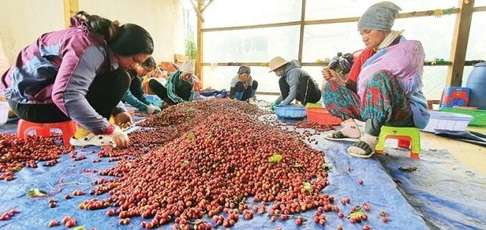 Cà phê hữu cơ đã được nhiều hộ dân Tây Nguyên chọn là cây xóa đói giảm nghèo.