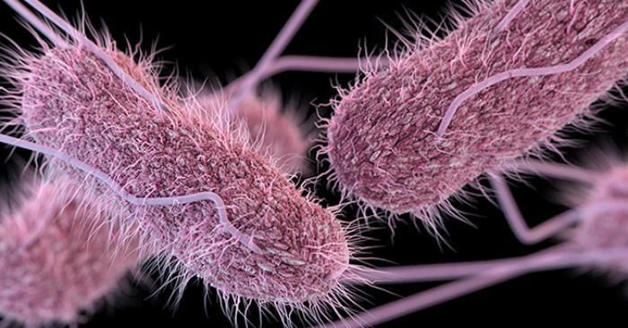 Vi khuẩn Salmonella.