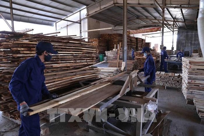 Doanh nghiệp chế biến gỗ xuất khẩu. Ảnh: TTXVN