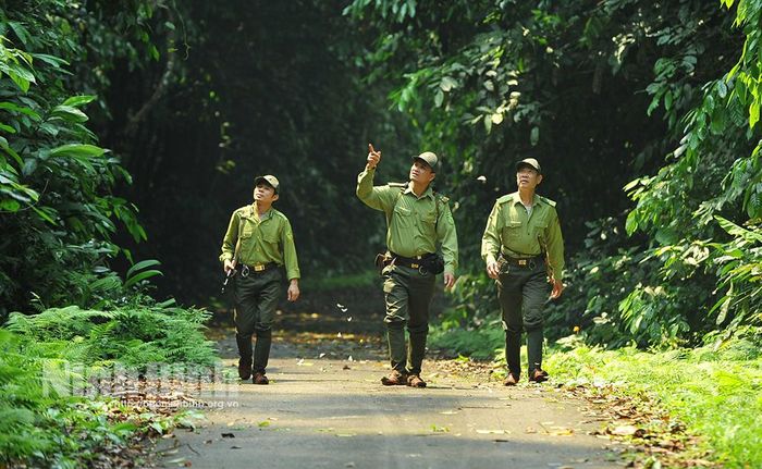 Cán bộ, chiến sỹ kiểm lâm Vườn Quốc gia Cúc Phương hàng ngày đi bộ tuần tra trong rừng.