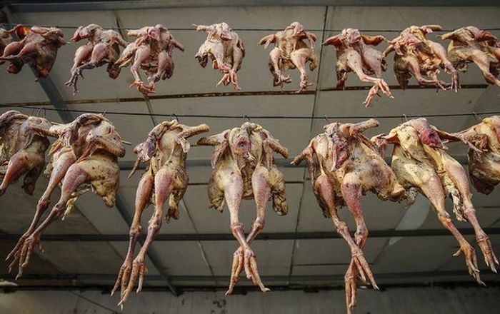Thay vào đó, những con gà sẽ bị mổ phanh khi còn đang sống, lôi toàn bộ ruột, gan, phổi lòng mề... trong tích tắc. Ảnh: Chinanews