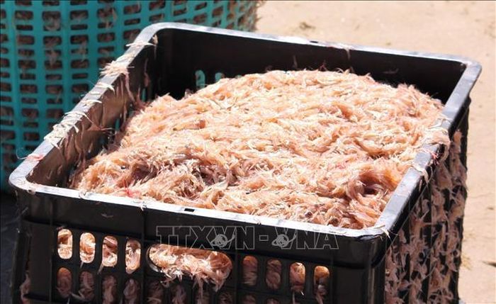 Ruốc còn tươi khi ngư dân vừa khai khác được.