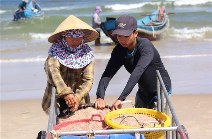 Ngư dân thu gom ruốc để mang đi bán.
