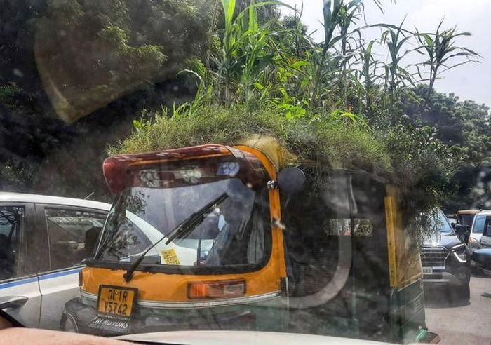 Chiếc túc túc đặc biệt tại Dehli với “vườn rau” trồng trên nóc