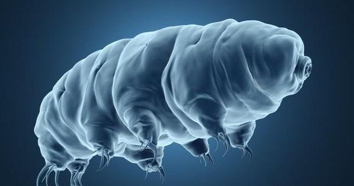  2. Gấu nước, hay còn có tên tardigrade, là một vi khuẩn chịu cực hạn có thể tồn tại trong những điều kiện khắc nghiệt nhất. Chúng có thể bị nghiền nát, đông lạnh, chịu nước sôi, sống trong không gian và điều kiện không nước.