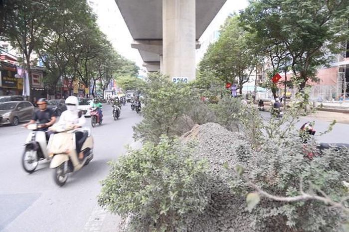 Cây cối bên đường bị bám bụi trắng xóa.
