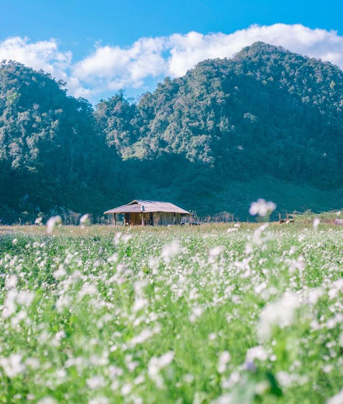 Mộc Châu là một điểm đến không còn xa lạ gì với những tín đồ đam mê xê dịch, đặc biệt vào thời điểm giao mùa nơi đây là thiên đường của những loài hoa xinh đẹp, nhẹ nhàng. Ảnh: Bùi Ngọc Công