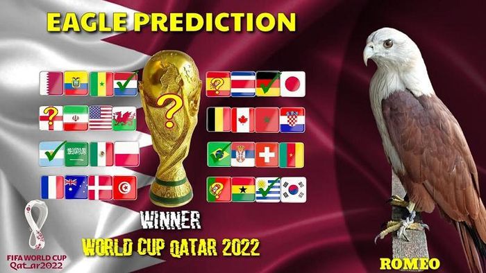 Đại bàng Romeo là "nhà tiên tri' từng gây sốt khi dự đoán chính xác nhà vô địch Euro 2021. Ngoài ra chú chim này cũng đưa ra nhiều dự đoán bóng đá chính xác trong các giải bóng đá ngoại hạng Anh, La Liga, Copa America 2021.