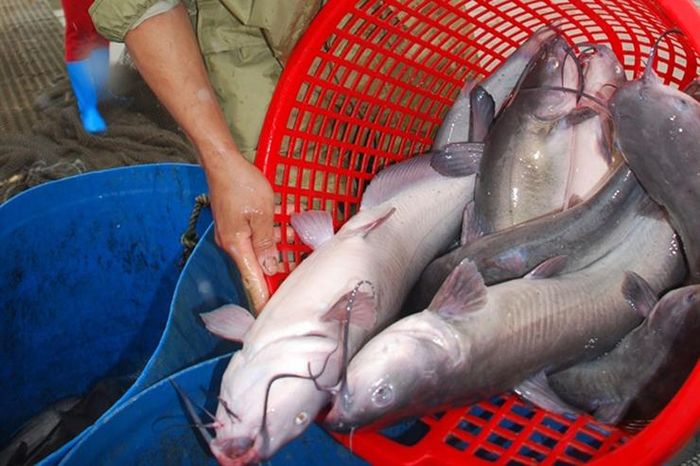 Chúng được xem là loài thủy cái miền sông nước với vẻ ngoài dữ dằn, bản tính ăn tạp.
