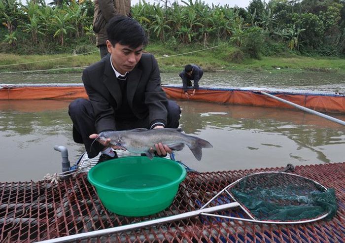 Nếu trước đây cá nheo có nhiều trong tự nhiên thì giờ ngày càng khan hiếm, trong khi nhu cầu sử dụng cao nên giá cả tăng vọt lên.