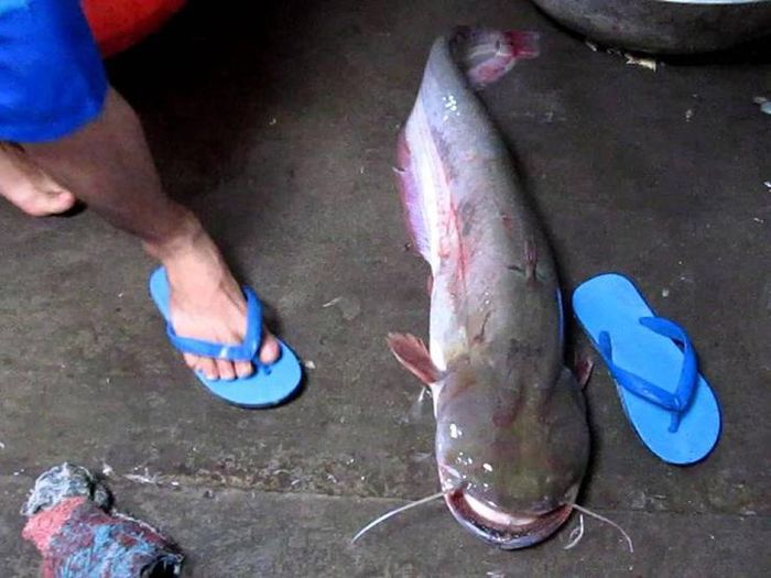 Loài cá này có nhiều ở miền Bắc cũng như đồng bằng sông Cửu Long