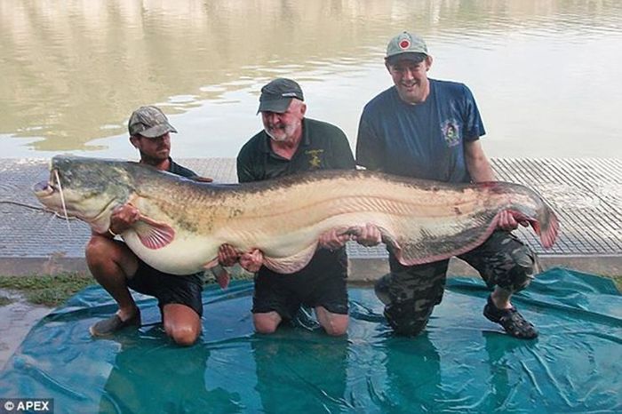 Theo ghi nhận, có người từng bắt được chú cá nheo nặng gần 100kg.