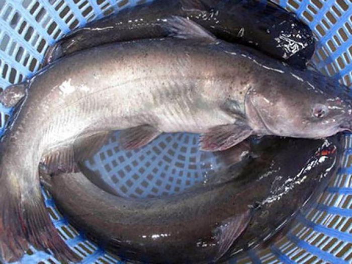 Nhiều địa phương mở rộng mô hình nuôi cá nheo thả sông và đã thành công, mang lại nguồn thu đáng kể