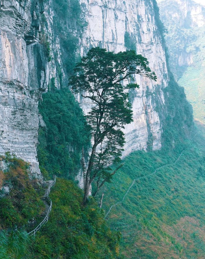  Cây cô đơn bên vách đá trắng. 