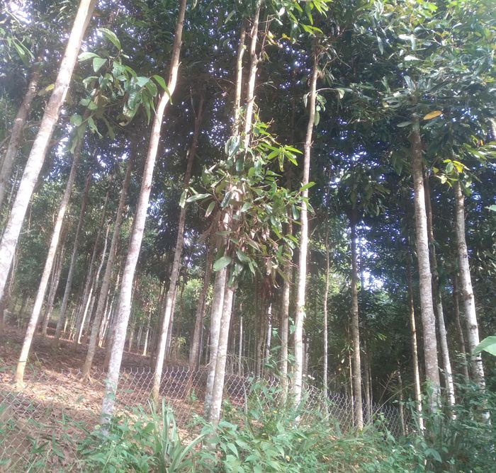 Nhiều hộ dân trong xã thu nhập khá nhờ trồng quế.