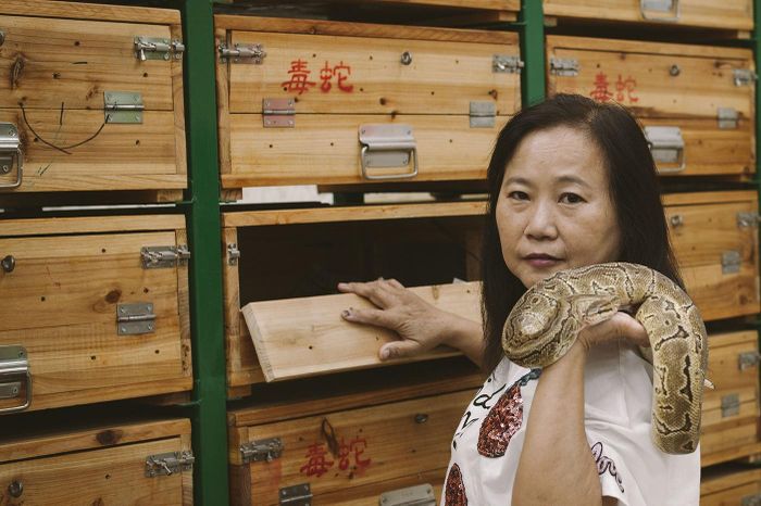  Về súp rắn, món này ngon nhất khi được làm tại chỗ. Tức là, khi khách yêu cầu, người chủ mới làm thịt rắn để bát súp luôn tươi, ngon. Thông thường, các nhà hàng sẽ giữ chúng trong hộp gỗ vì đây là môi trường khô ráo, lý tưởng nhất. Một điều lưu ý là không được đặt rắn hổ mang Trung Quốc chung với những con khác. Rắn hổ mang Trung Quốc được xem như vua và nó sẽ ăn các con khác. Ảnh: Zolima. 