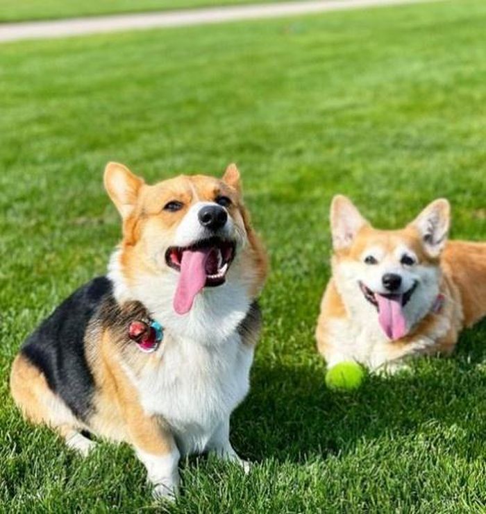  Khoảnh khắc đời thường của hai con chó. Ảnh: mindyandpeanutcorgifam. 