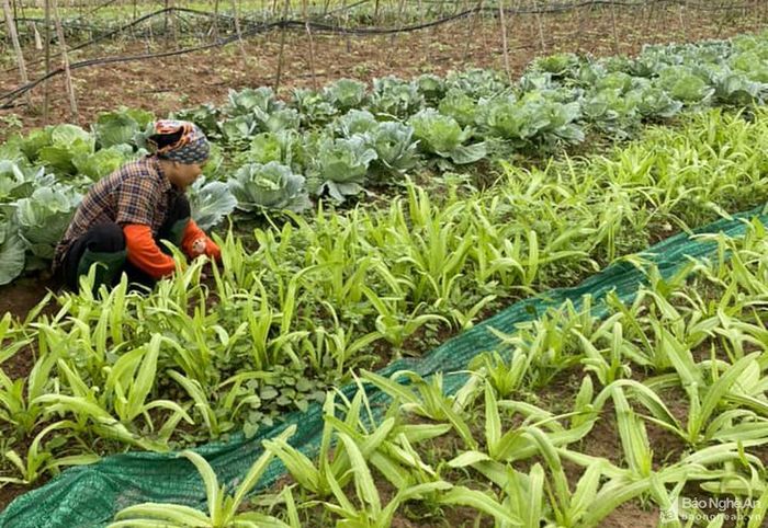 Người dân tranh thủ thu hái rau khi giá tăng cao. Ảnh: Thanh Phúc