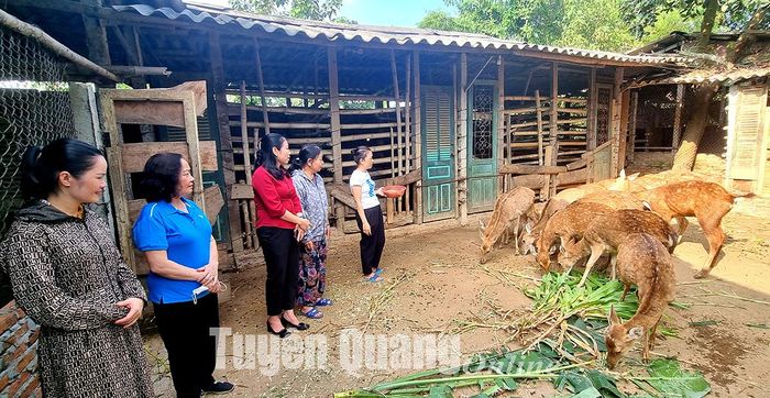 Lãnh đạo Hội LHPN tỉnh đến tham quan mô hình phát triển kinh tế của bà Thà.