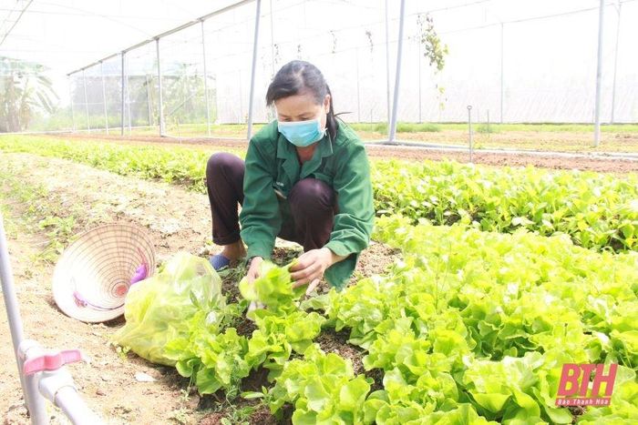 Người dân tranh thủ thu hoạch rau thời điểm giá rau để bán