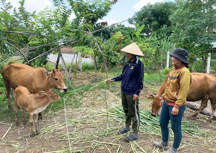 Nhờ được hướng dẫn kỹ thuật chăn nuôi, các hộ đồng bào DTTS ở huyện Phú Thiện đã từng bước vươn lên thoát nghèo. Ảnh: Vũ Chi