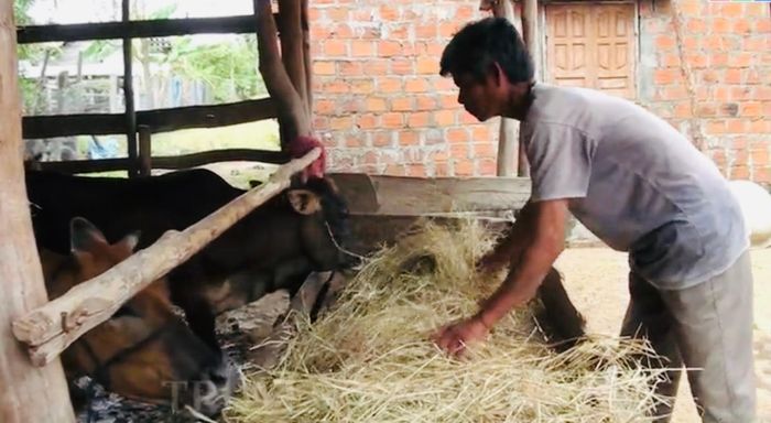Ông Rmah Xoa (buôn Ling, xã Ia Hiao) vươn lên thoát nghèo nhờ biết cách chăn nuôi, phát triển đàn bò từ sự hỗ trợ của Nhà nước. Ảnh: Bảo Anh