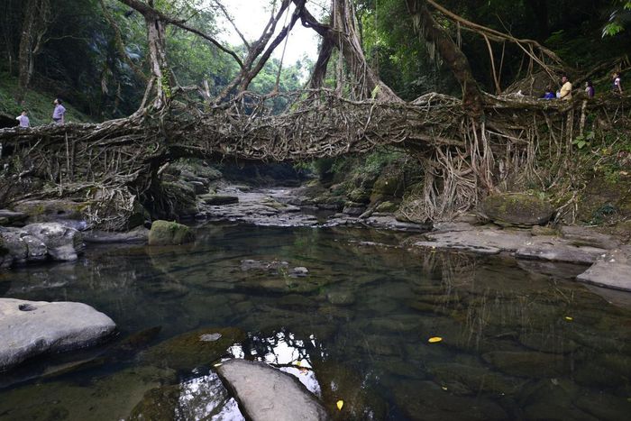  Dù không phải điểm du lịch nổi tiếng, Mawlynnong được đánh giá là một trong những nơi an toàn nhất Ấn Độ. Người dân hiếu khách và sự sạch sẽ của họ là điểm cộng lớn. Bạn có thể trải nghiệm nhịp sống bình yên, không khí trong lành khi tới đây. Trong ảnh, "cây cầu tự nhiên" từ bộ rễ cây - điểm đến yêu thích của du khách tới ngôi làng này. Ảnh: The Hindu. 