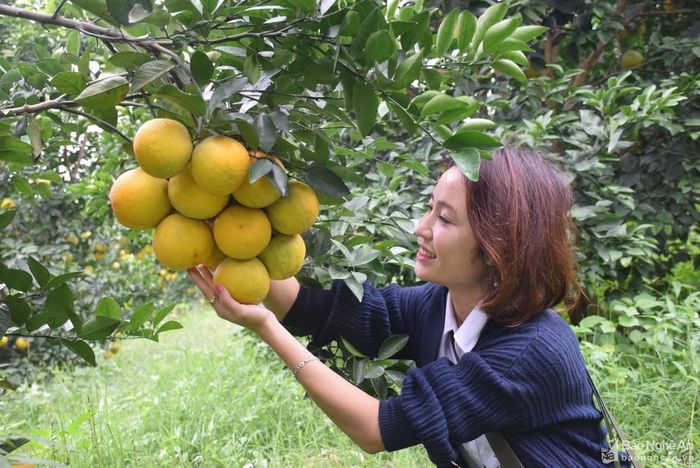 Hiện nay trong vùng chỉ dẫn địa lý cam Vinh nhiều trang trại cam đạt năng suất cao. Ảnh: Xuân Hoàng