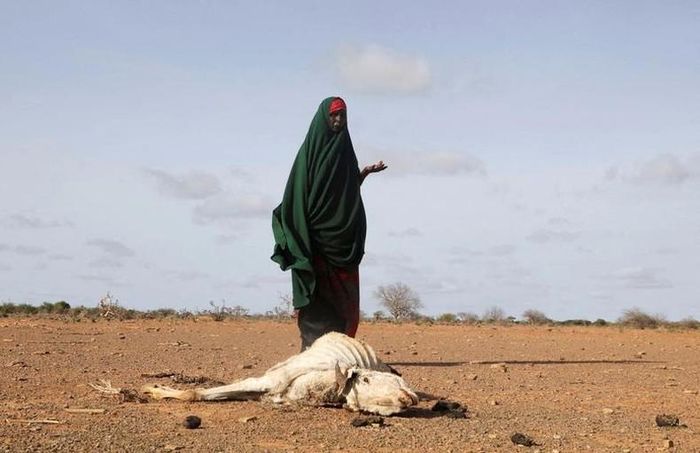 Habiba Bile, một phụ nữ Somali, đứng gần xác những con gia súc đã chết của mình sau đợt hạn hán nghiêm trọng gần Dollow, vùng Gedo, Somalia, ngày 26/5. (Ảnh: REUTERS)