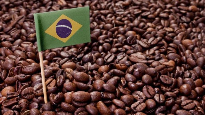 5. Brazil là nước xuất khẩu cà phê lớn nhất thế giới: Đây là quốc gia xuất khẩu cà phê lớn nhất thế giới trong hơn 150 năm. Nước này lần đầu tiên bắt đầu xuất khẩu cà phê vào những năm 1920, họ cung cấp tới 80% lượng cà phê của thế giới. Ngày nay, người Brazil thu về hơn 5 tỷ USD doanh thu hằng năm nhờ vào cà phê.