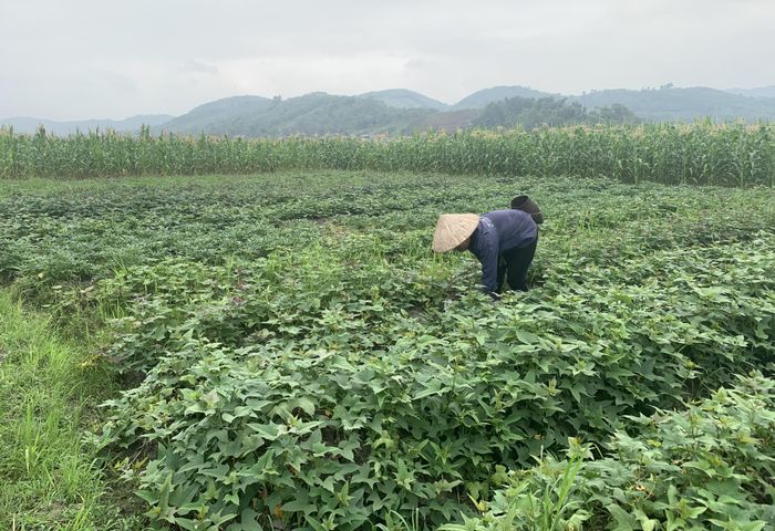 Chăm sóc khoai lang vụ đông.